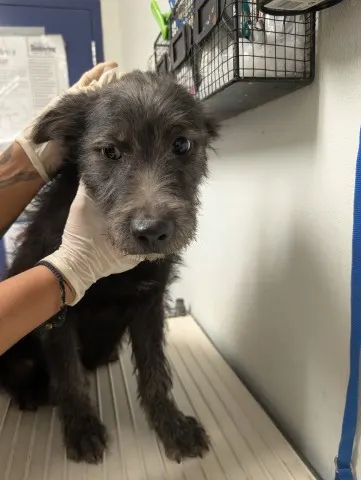 Pup 16