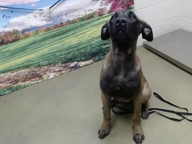 Adoptable Dog