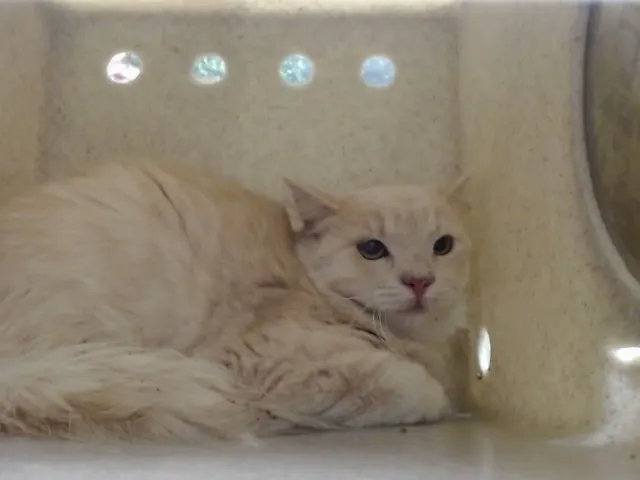 Adoptable Cat