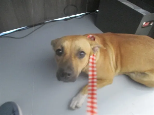 Adoptable Dog