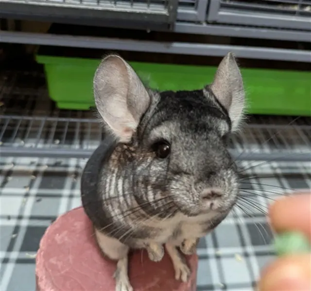 Lulu