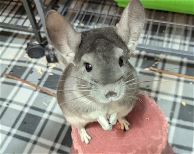 Mimi