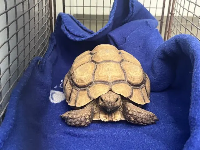 Fiona