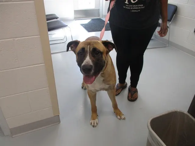 Adoptable Dog