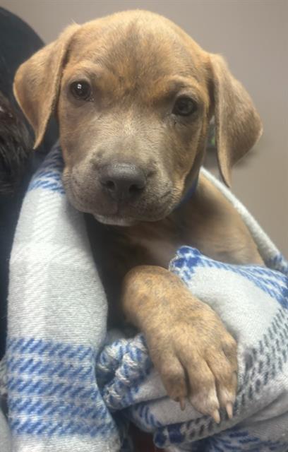 Nugget- Pending Adoption
