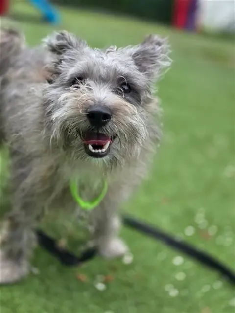 Pepper