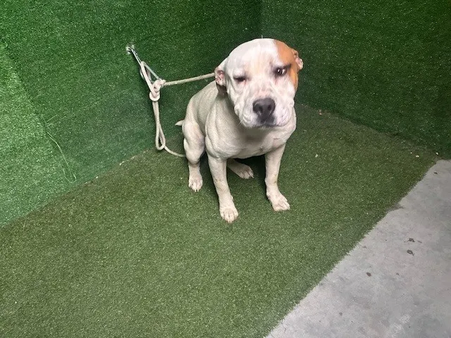 Adoptable Dog