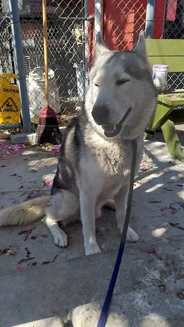 Simba