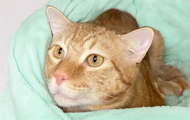 Tyson