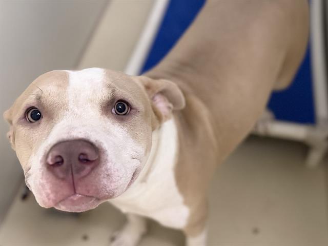 Adoptable Dog