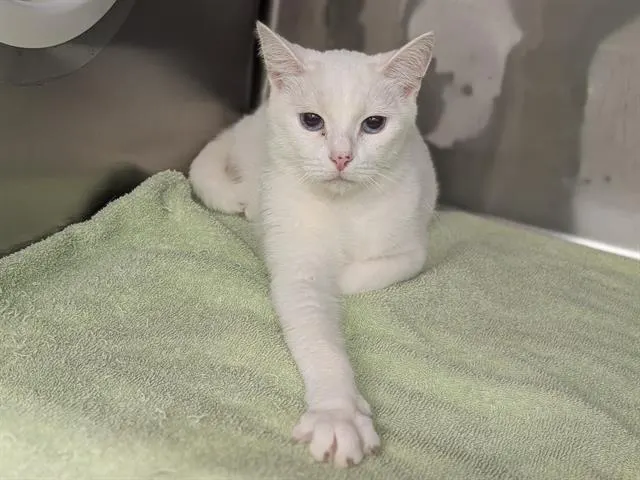 Bella