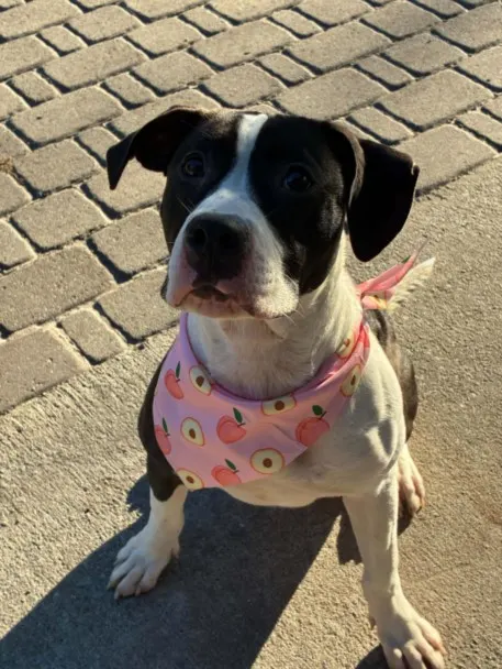 Adoptable Dog