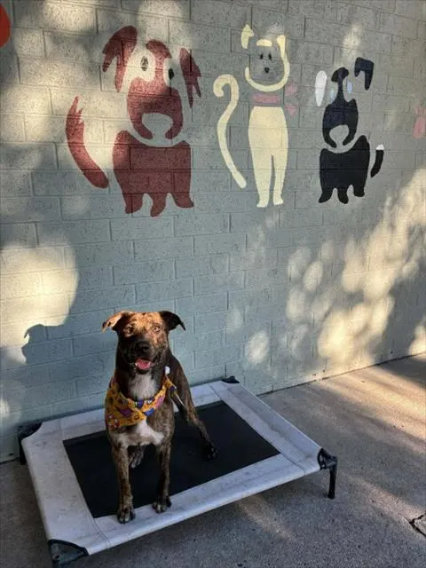 Adoptable Dog