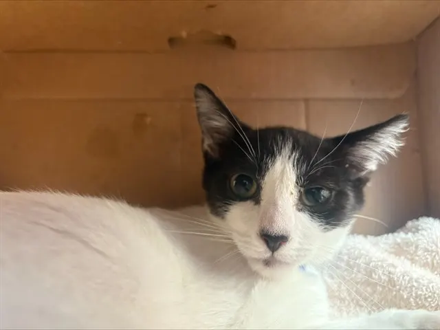 Tony