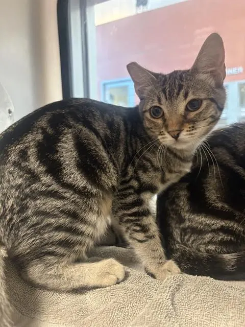 Lulu Lily