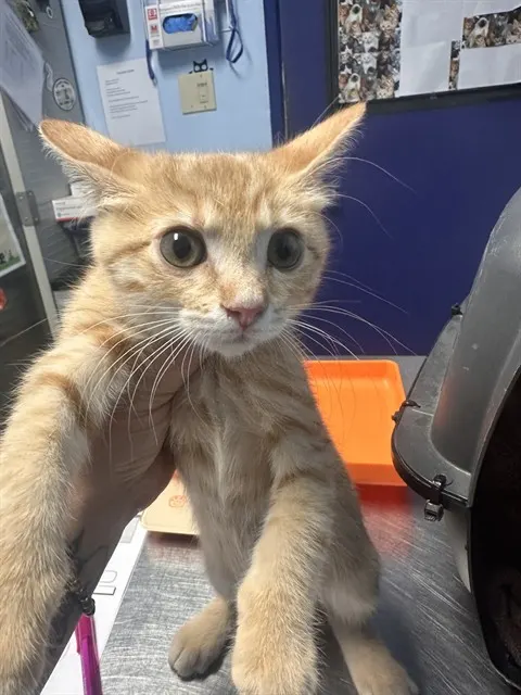 Tater Tot