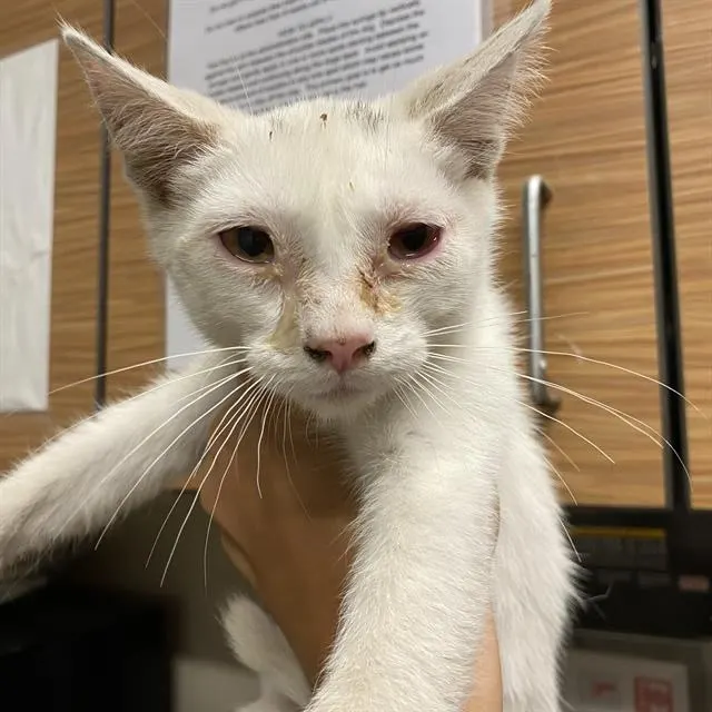 Adoptable Cat