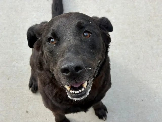 Buddy