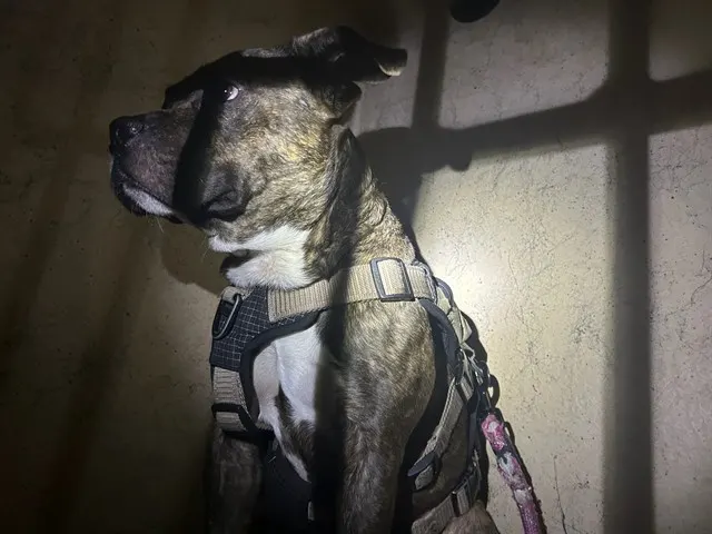 Adoptable Dog