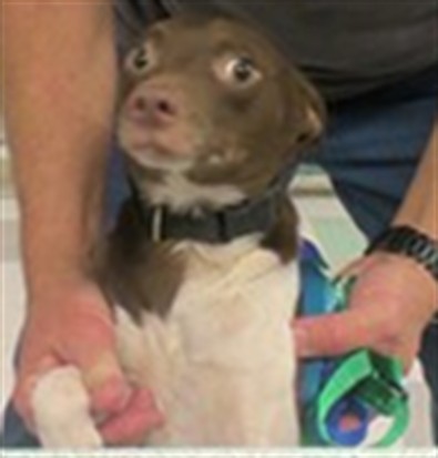 Adoptable Dog