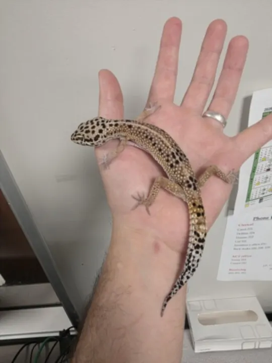 Ecko
