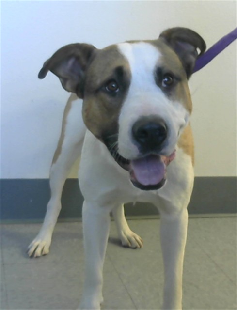 Adoptable Dog