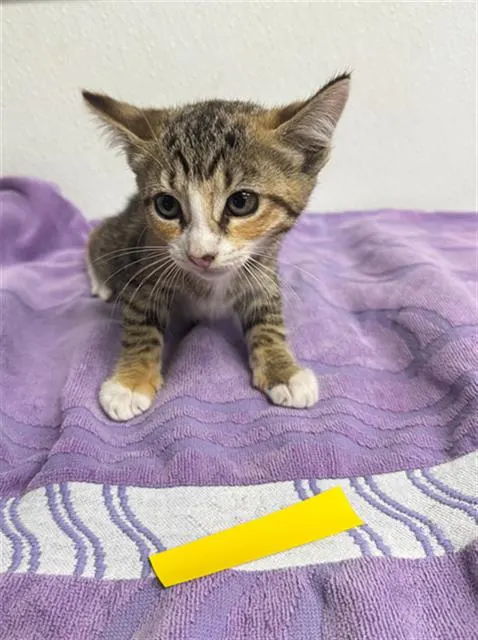 Adoptable Cat