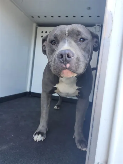 Adoptable Dog