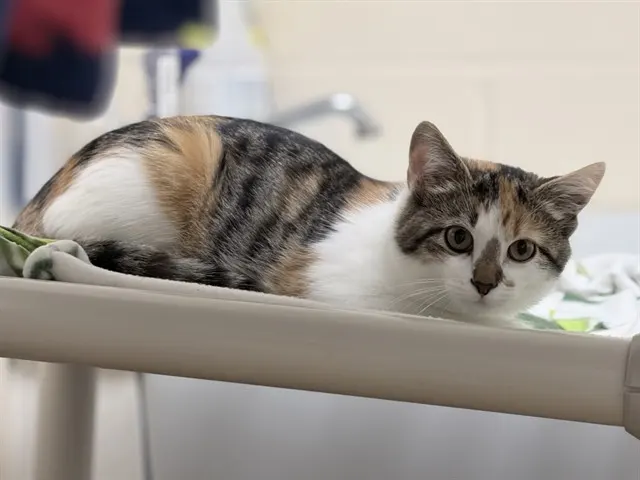 Natalia