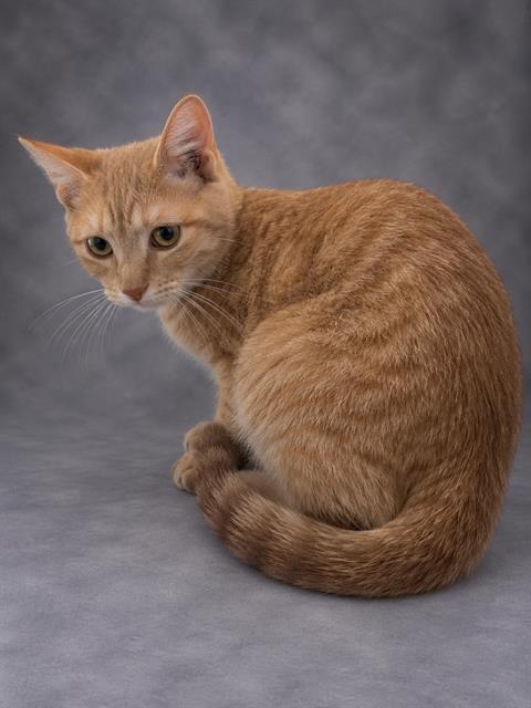Tigger