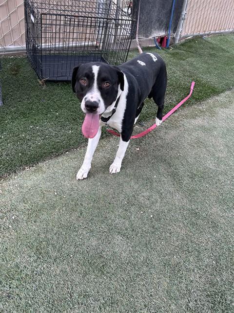 Oswald