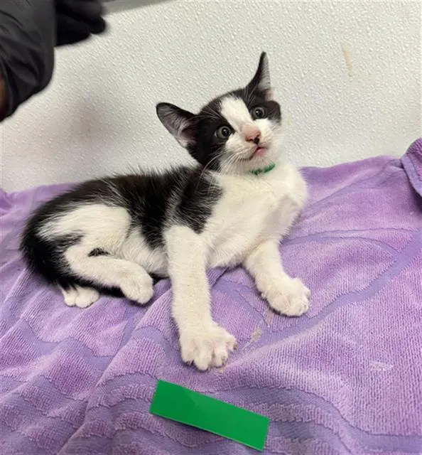 Adoptable Cat
