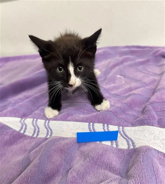 Adoptable Cat