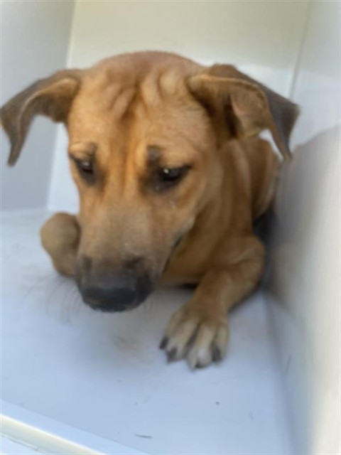 Adoptable Dog