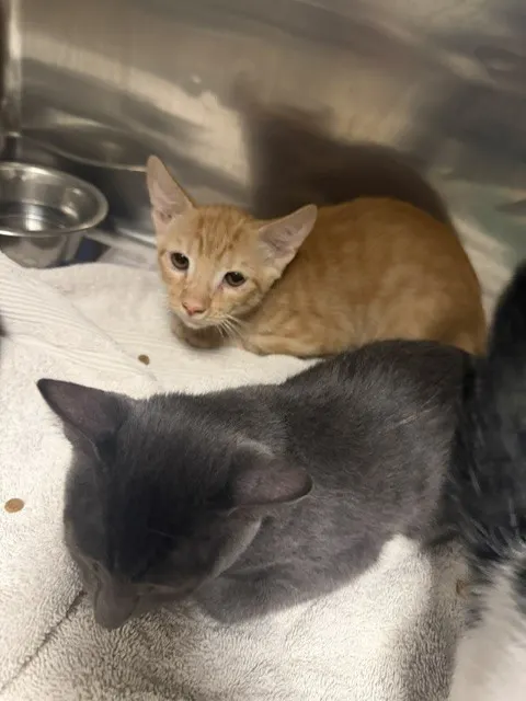 Simba