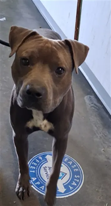 Bebe