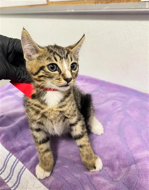 Adoptable Cat