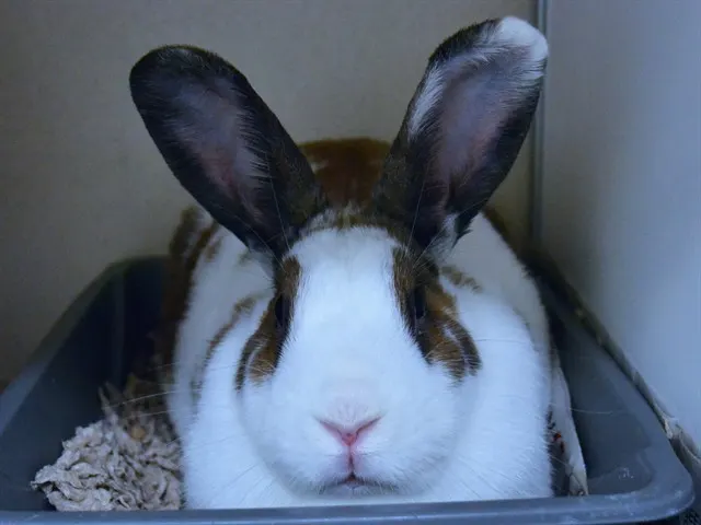 Bundt Bunny