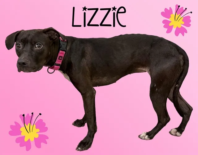 Lizzie