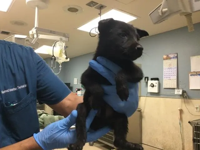Adoptable Dog