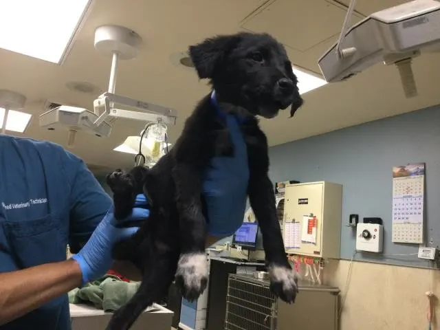Adoptable Dog