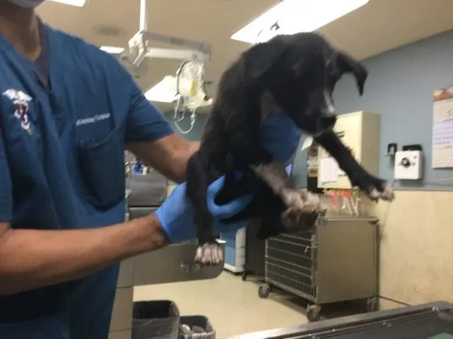 Adoptable Dog