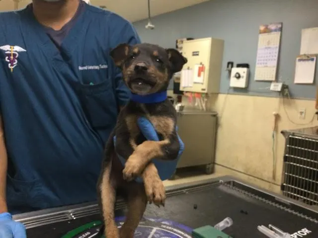 Adoptable Dog