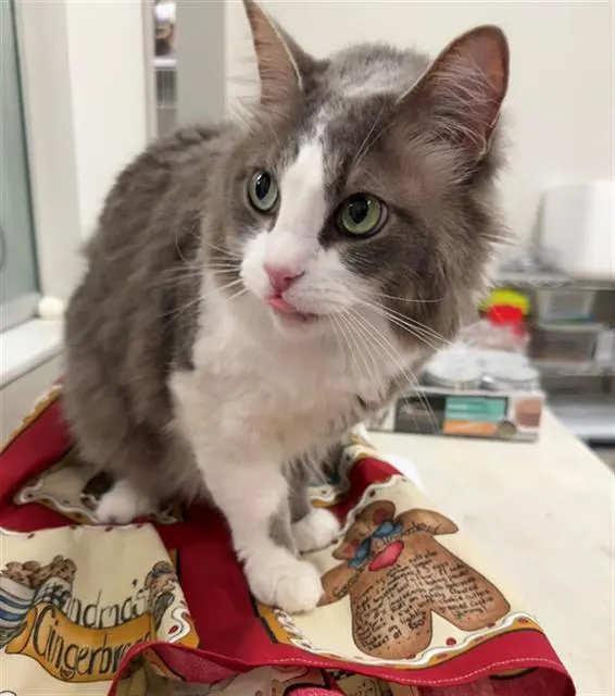 Nala