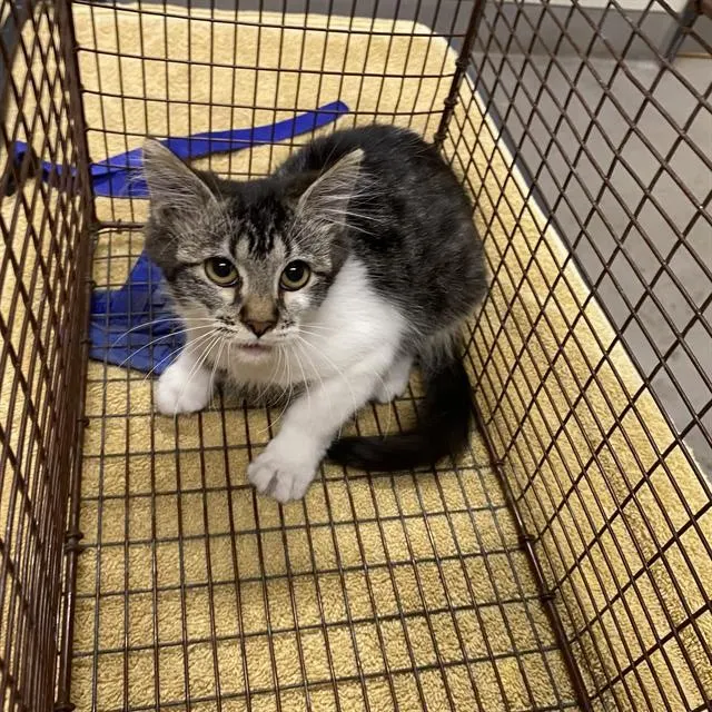 Adoptable Cat