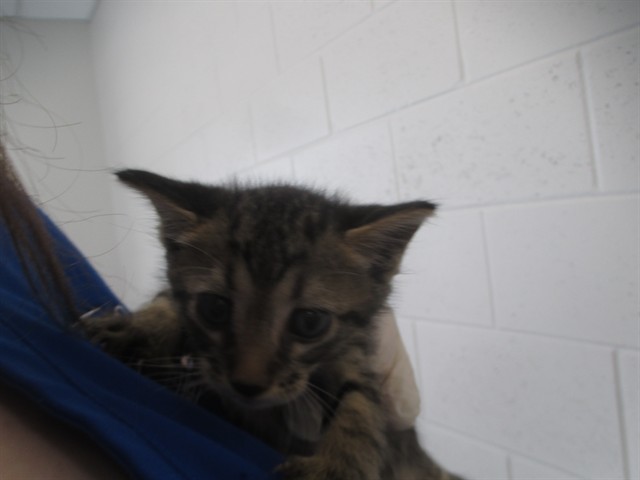 Adoptable Cat