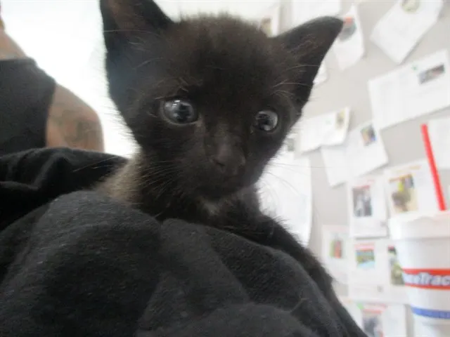 Sonny