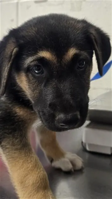 Dogmeat