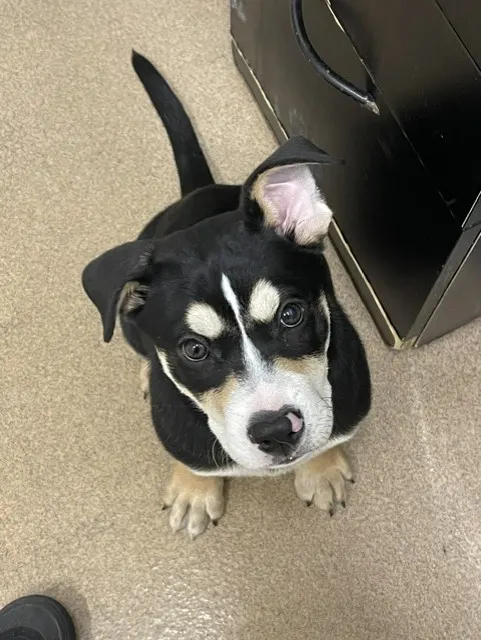 Adoptable Dog