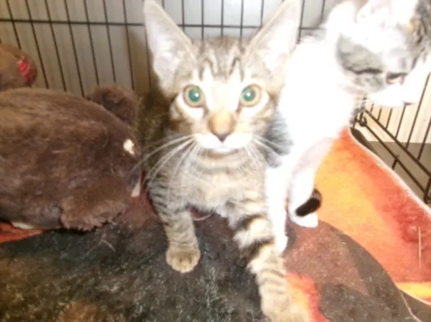 Adoptable Cat